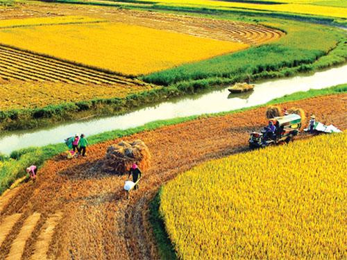 Thị trường lúa gạo ngày 29/6 duy trì trạng thái ổn định Thị trường lúa gạo ngày 29/6 duy trì trạng thái ổn định