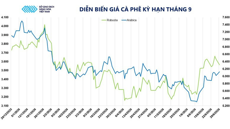 Diễn biến giá cà phê Arabica và Robusta kỳ hạn tháng 9