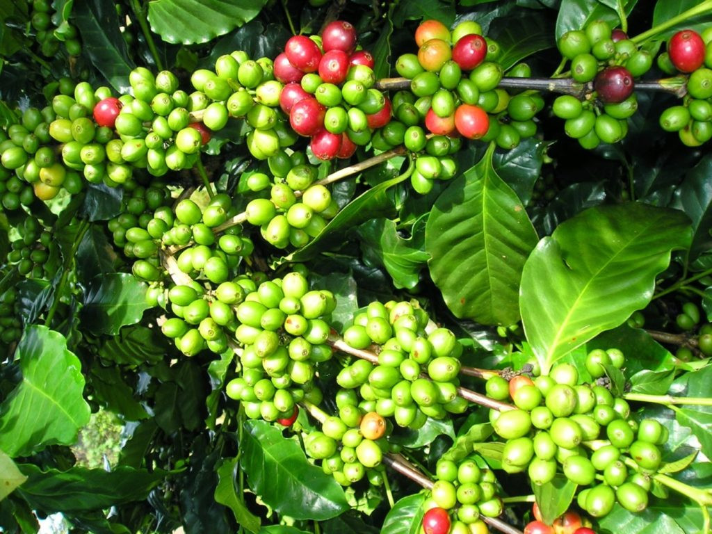 Giá cà phê trong nước điều chỉnh giảm nhẹ trong ngày đầu tháng 7