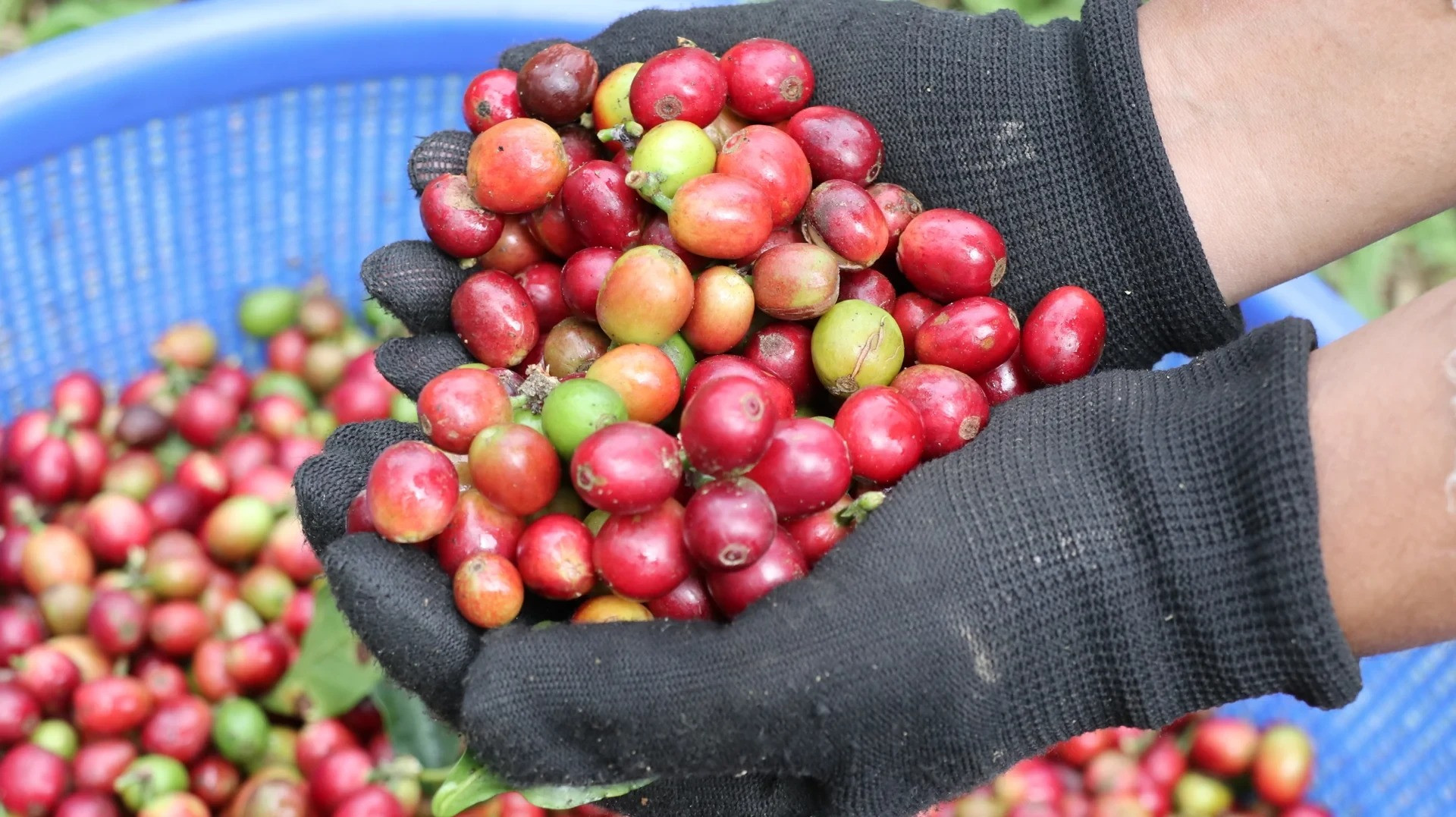 Giá cà phê Robusta trên sàn London ghi nhận mức giảm 1,39%