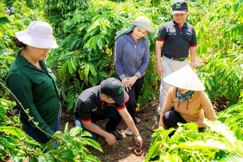 Cán bộ kỹ thuật hướng dẫn nông dân thực hành cải tạo đất tại vườn cà phê