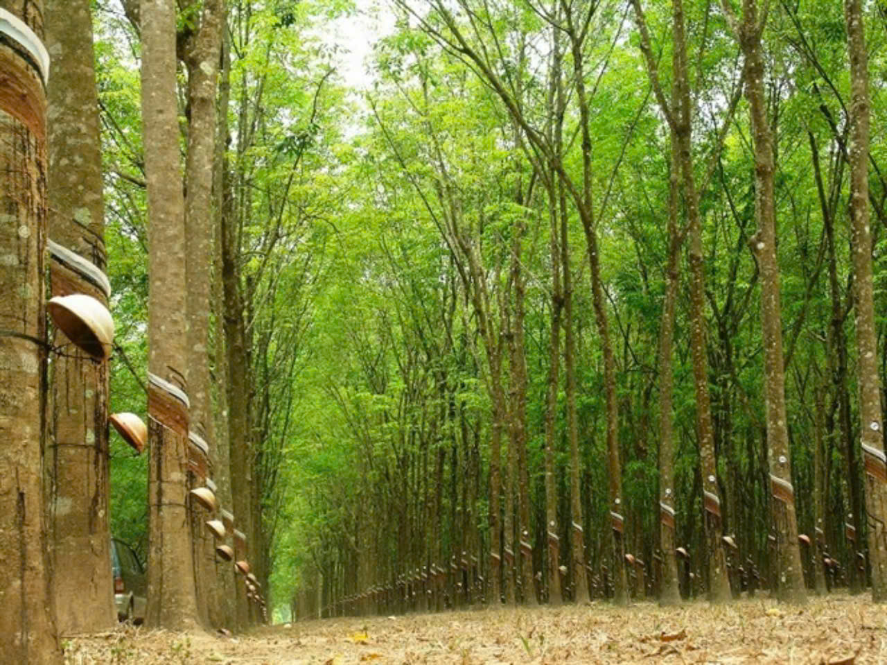 Giá cao su hôm nay 11/7: Biến động trái chiều trên các sàn giao dịch