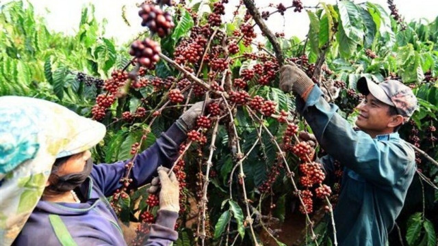Giá cà phê hôm nay 12/7 giảm mạnh tại khu vực Tây Nguyên sau phiên tăng sốc.