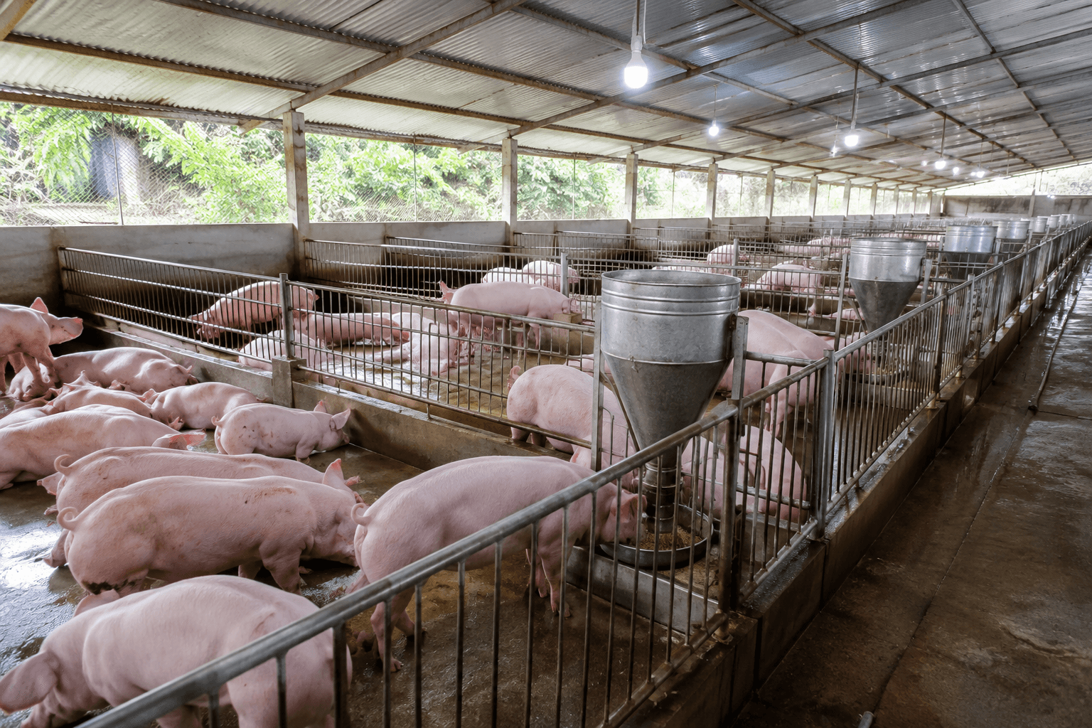 Giá heo hơi tại khu vực miền Bắc duy trì ở mức cao từ 65.000 đến 67.000 đồng/kg