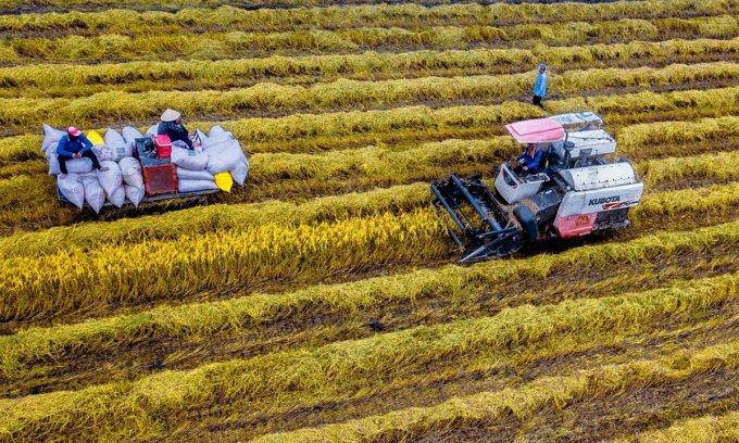 Thị trường lúa gạo ngày 19/7 Nông dân thu hoạch lúa tại khu vực Đồng bằng sông Cửu Long