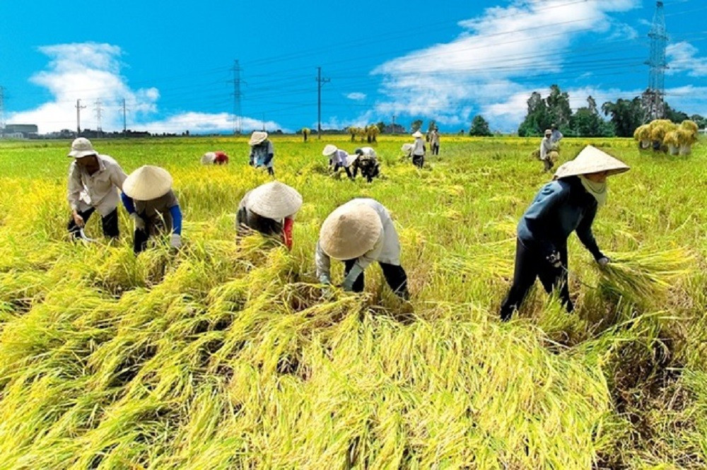 Giá lúa gạo hôm nay Thị trường lúa gạo tại khu vực Đồng bằng sông Cửu Long duy trì trạng thái ổn định
