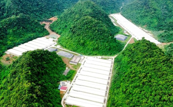 Diễn biến mới vụ tai nạn làm 5 người tử vong tại trang trại lợn Dabaco Thanh Hóa - Ảnh 3.