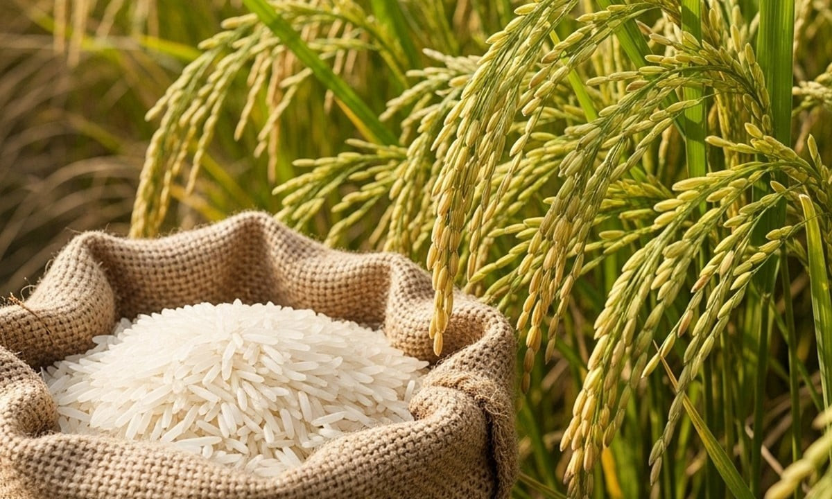 Thị trường lúa gạo tại khu vực Đồng bằng sông Cửu Long