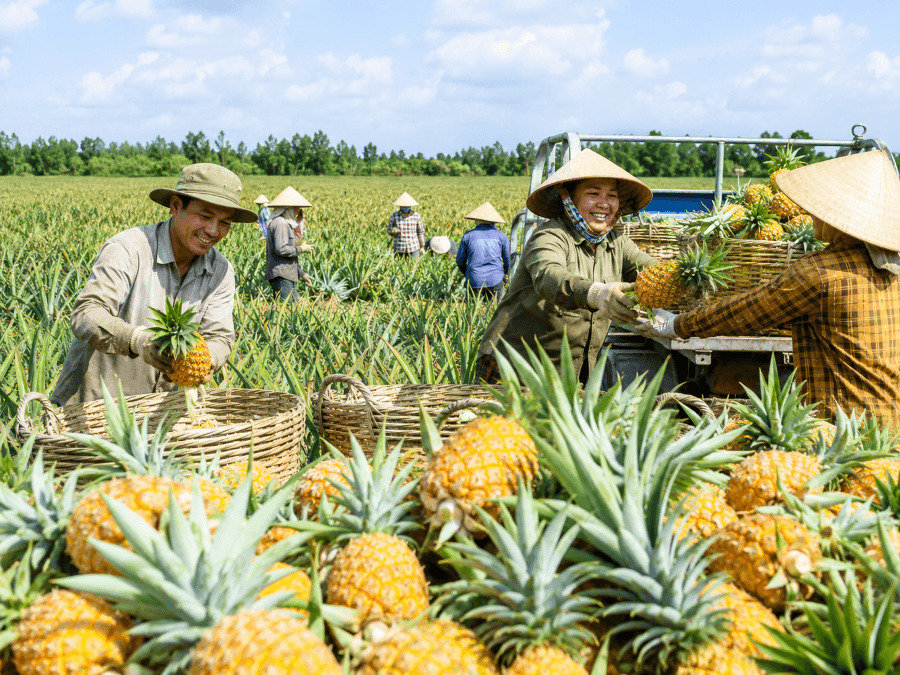 Giá dứa Đồng Tháp tăng gần gấp đôi, nông dân vùng Đồng Tháp Mười có lãi trở lại