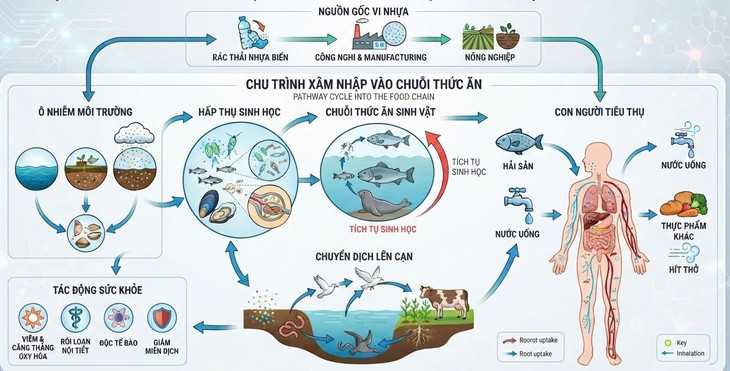Rác thải nhựa và hạt vi nhựa đang thâm nhập vào cơ thể con người như thế nào? - Ảnh 1.