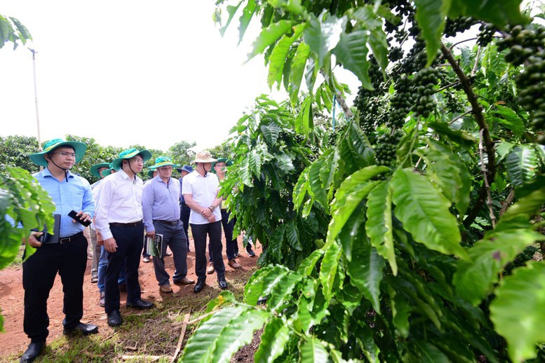Hoạt động tham quan mô hình canh tác và sơ chế cà phê Robusta