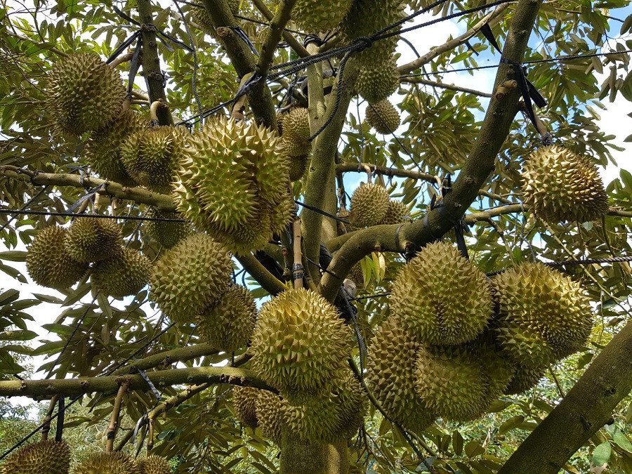 Giá sầu riêng hôm nay 27/7: Thị trường biến động