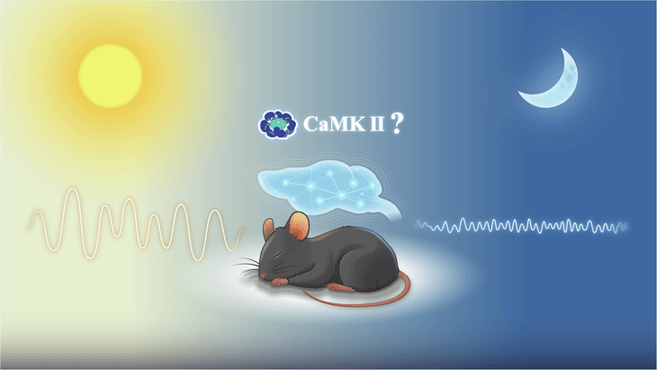 Bí mật 'bộ đếm giờ' trong não giúp dự đoán chính xác thời điểm thức giấc- Ảnh 2.