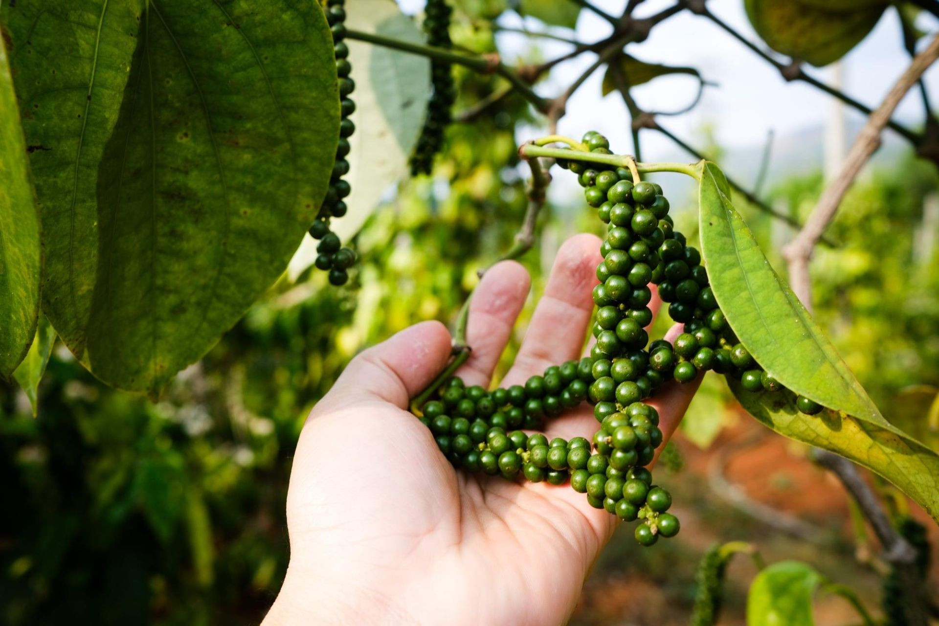 Giá hồ tiêu duy trì vùng giá cao nhờ nguồn cung hạn chế
