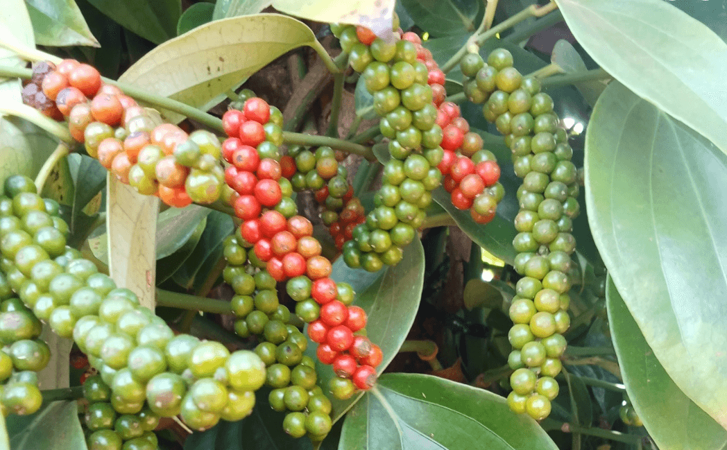 Thị trường hồ tiêu đi ngang