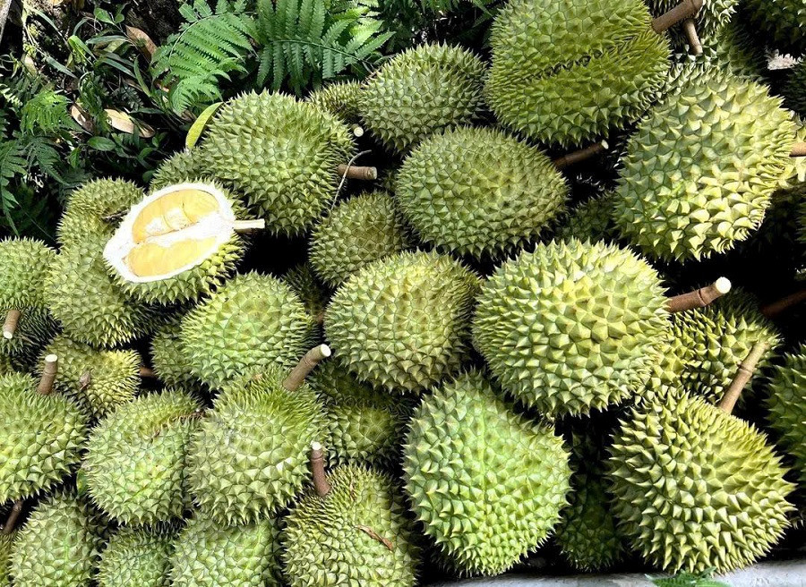 Giá sầu riêng hôm nay 31/7: Thị trường khởi sắc