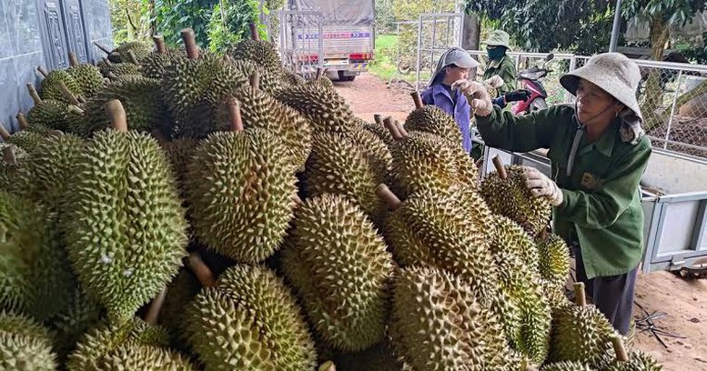Sầu riêng tươi Việt Nam chính thức được phép xuất khẩu sang thị trường Ấn Độ