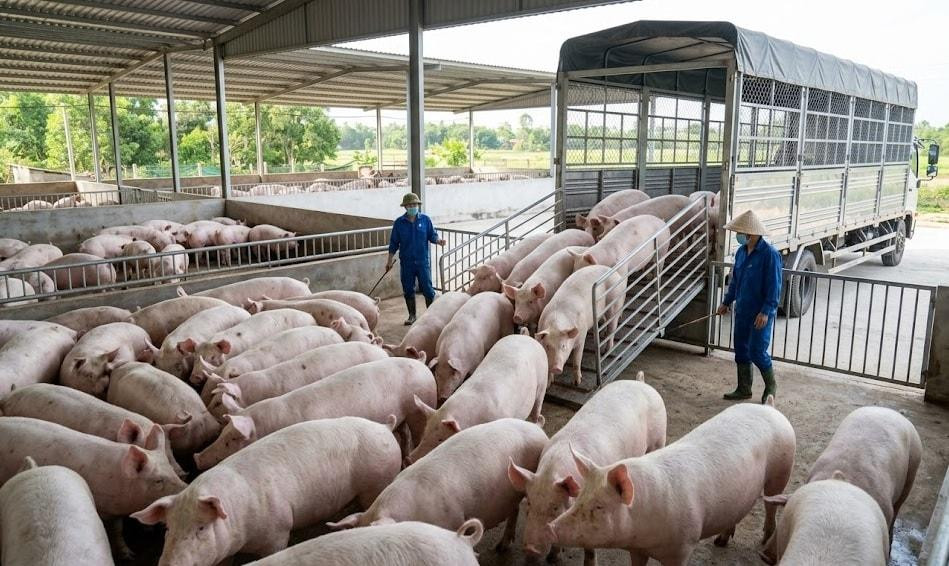 Giá heo hơi tại miền Bắc giảm 1.000 đồng/kg