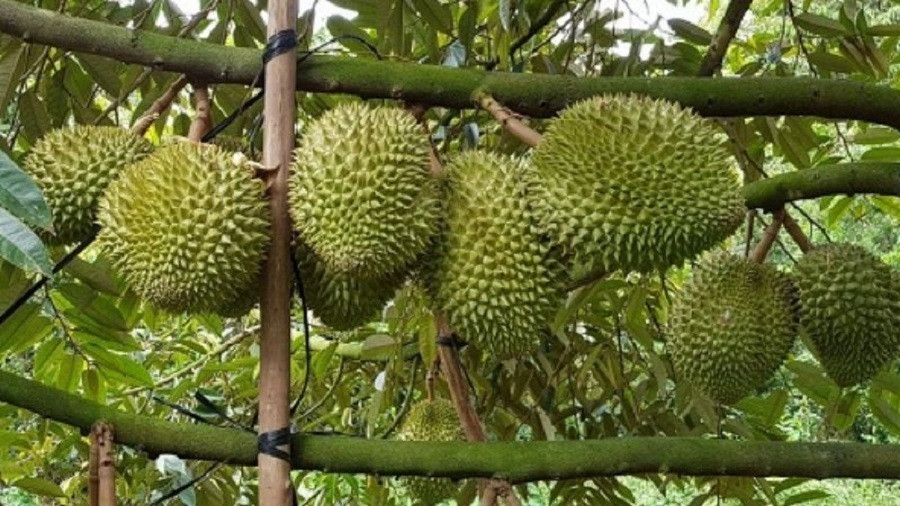 Giá sầu riêng hôm nay 2/8: Thị trường tăng nhẹ