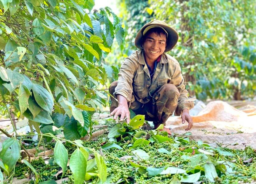 Thu hoạch và phân loại hồ tiêu tại vùng nguyên liệu