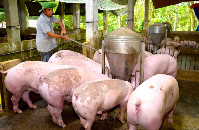 Thị trường heo hơi tiếp tục điều chỉnh giảm trên diện rộng