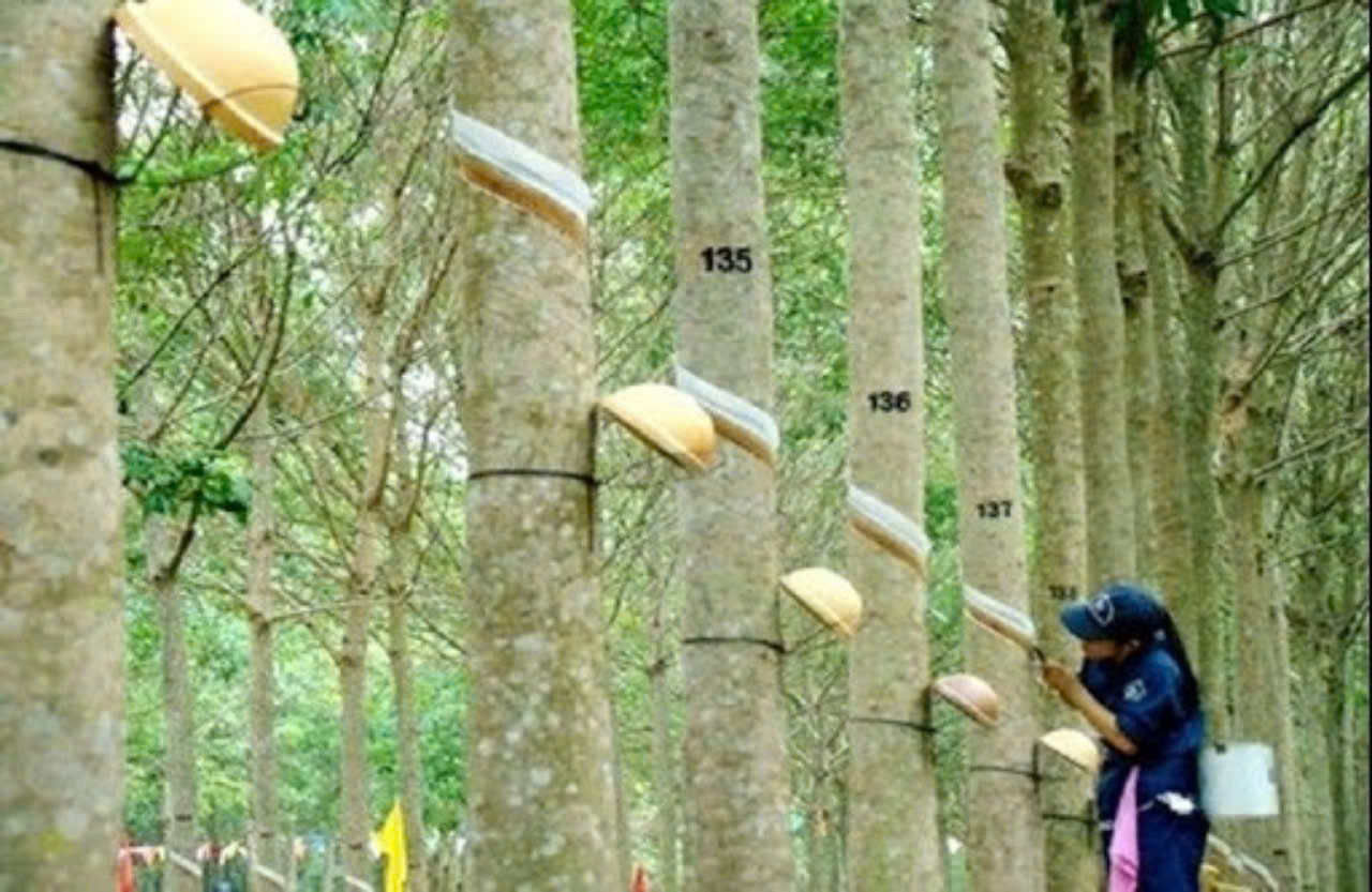 Giá cao su hôm nay 5/8: Đồng loạt tăng trên các sàn giao dịch