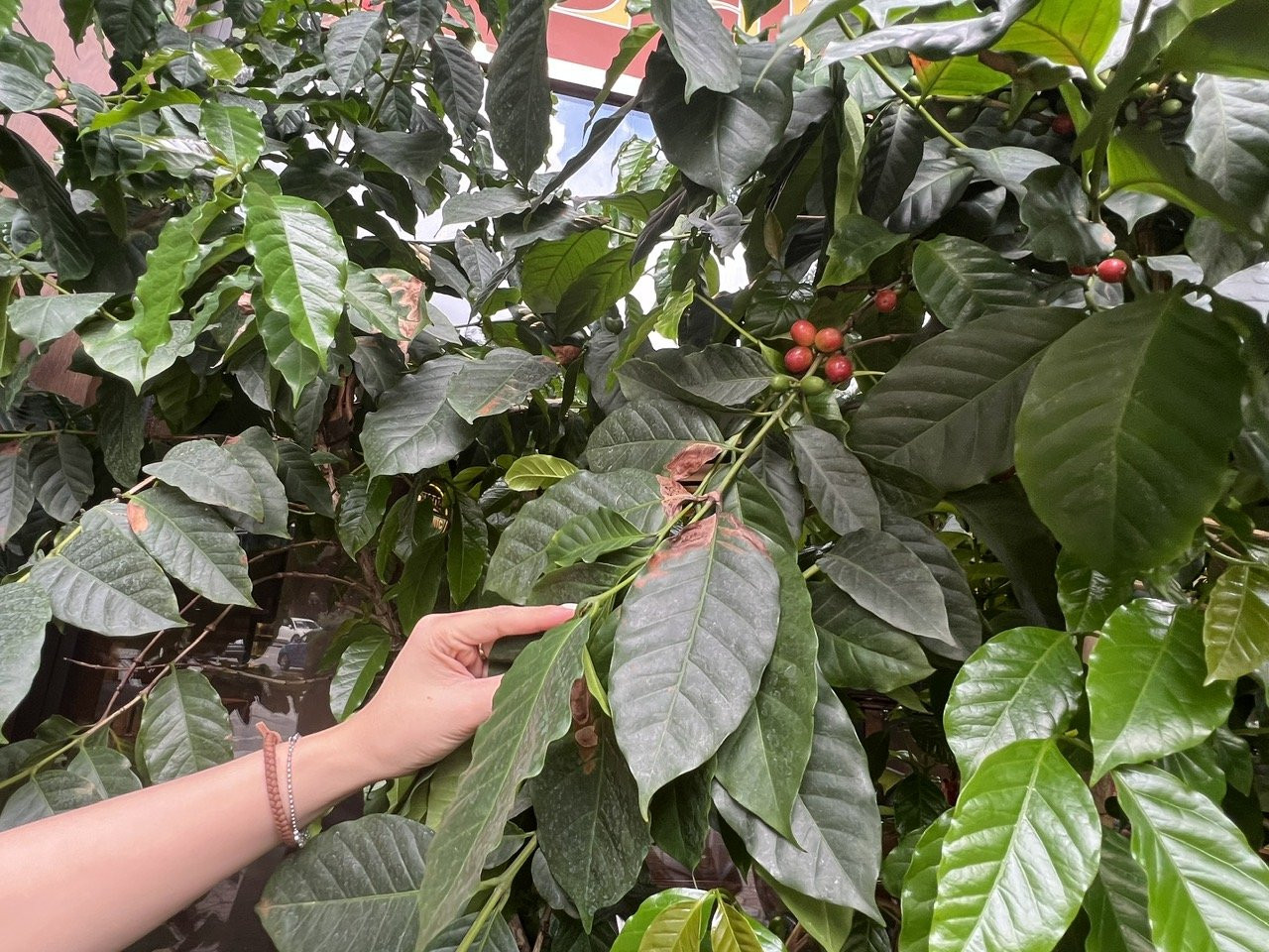 Giá cà phê trong nước tăng tiệm cận mốc 100.000 đồng/kg