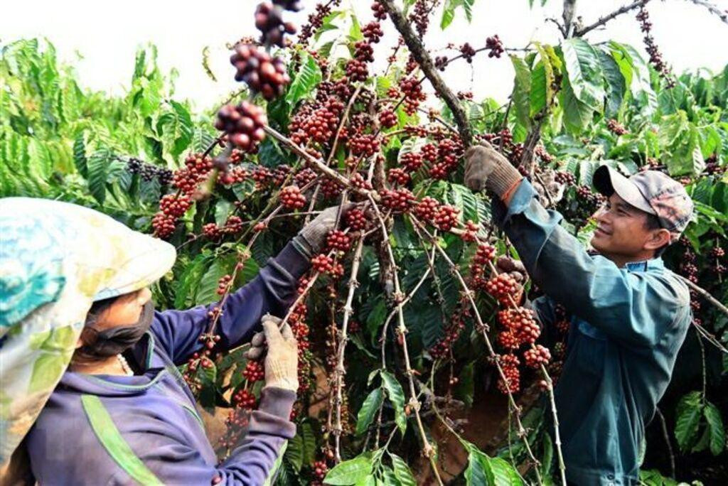 Giá cà phê thu mua tại Tây Nguyên ghi nhận mức điều chỉnh giảm ngày 8/8