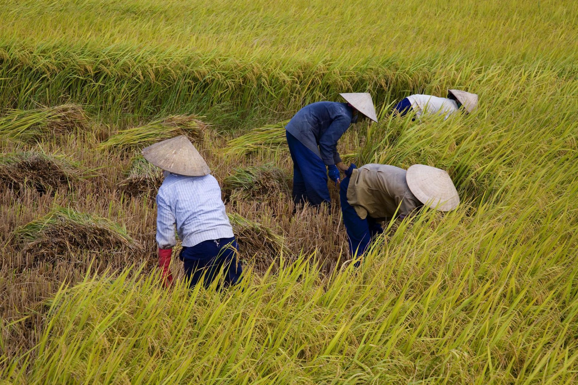 Giá lúa tươi tại Đồng bằng sông Cửu Long ghi nhận đà tăng nhẹ sáng 8/8