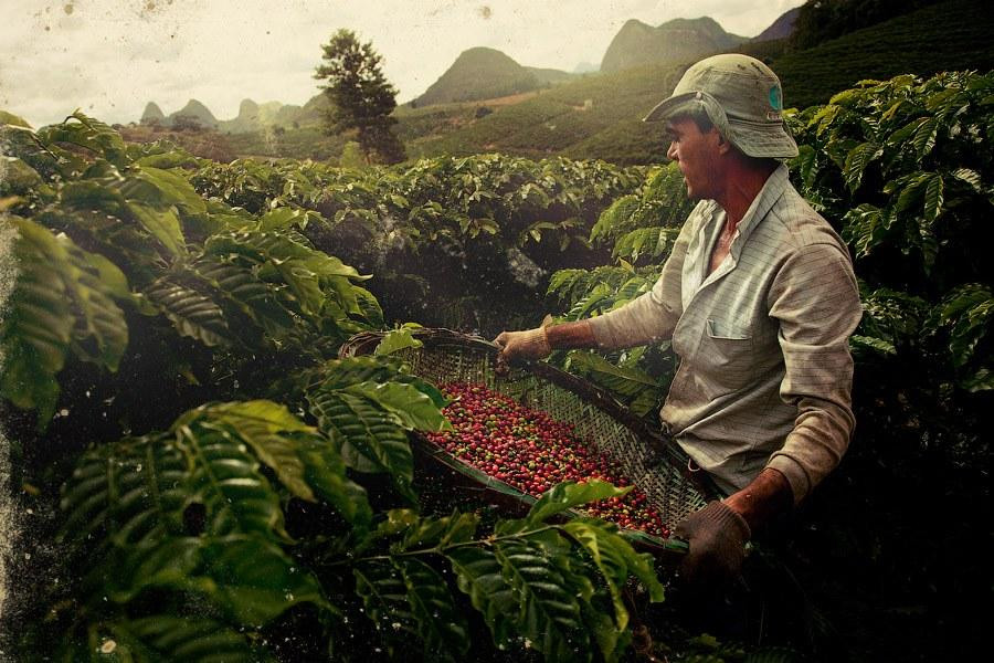 Thị trường giá cà phê trong nước và thế giới ngày 9/8/2026