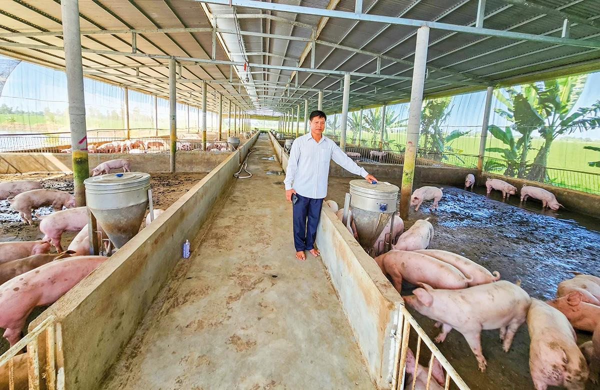 Thị trường giá heo hơi điều chỉnh giảm trên cả nước