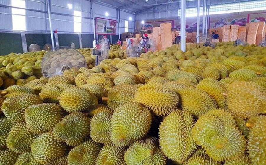 Giá sầu riêng ngày 12/8 phân hóa theo từng vùng trồng và phân hạng chất lượng
