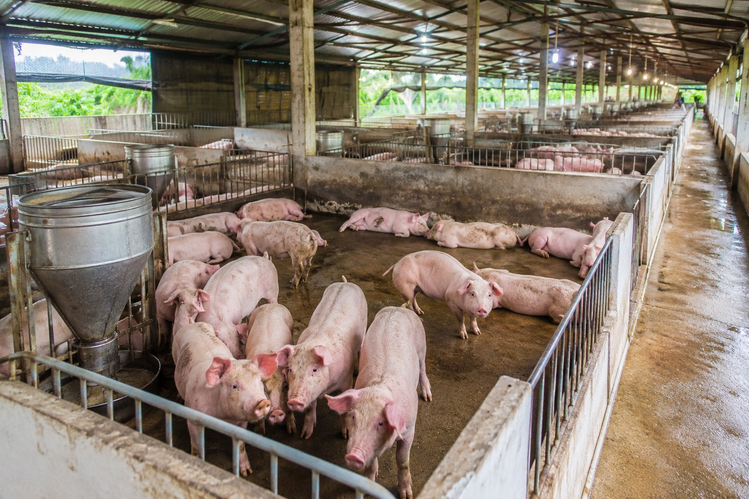 Giá heo hơi duy trì xu hướng điều chỉnh giảm tại nhiều địa phương trên cả nước