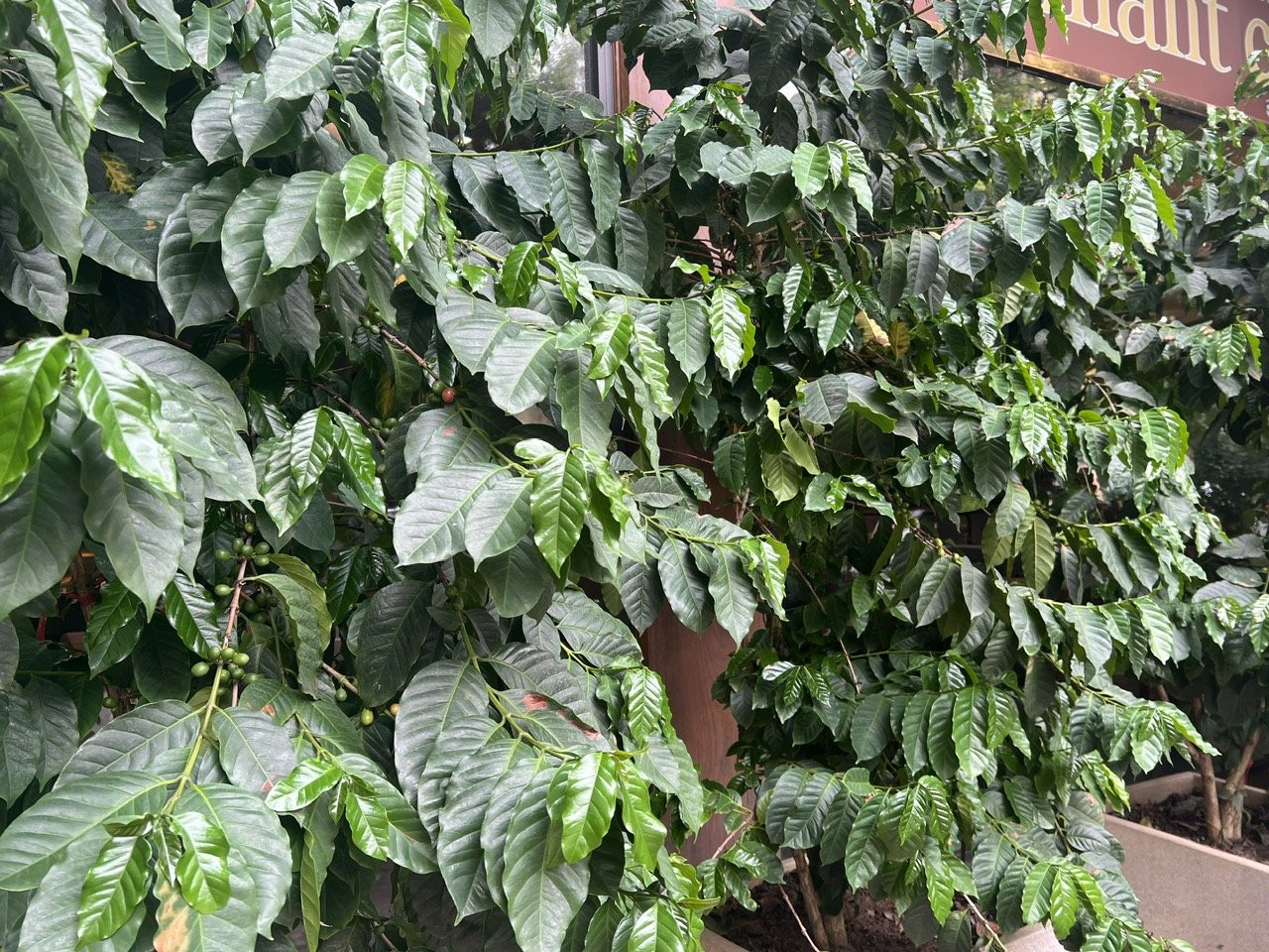 Cà phê tại Tây Nguyên duy trì mặt bằng giá trên 96.000 đồng/kg