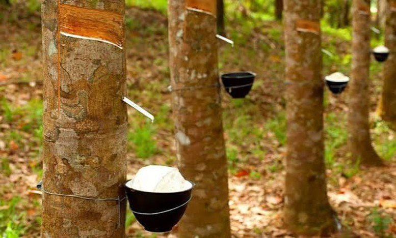 Phần lớn diện tích cao su hiện nay được quy hoạch là đất trồng cây lâu năm thay vì đất lâm nghiệp - Ảnh minh họa