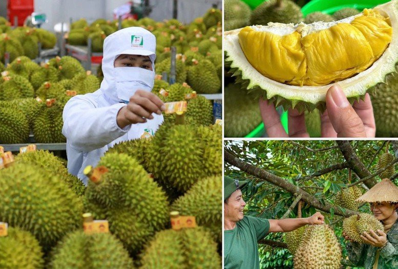 Rà soát quản lý diện tích sầu riêng xuất khẩu
