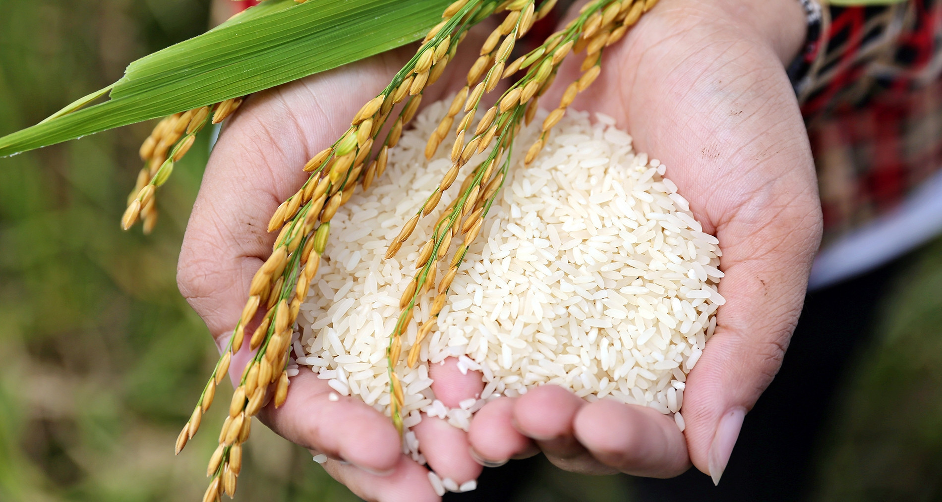 Giá gạo bán lẻ tại các chợ duy trì trạng thái ổn định, không ghi nhận biến động lớn.