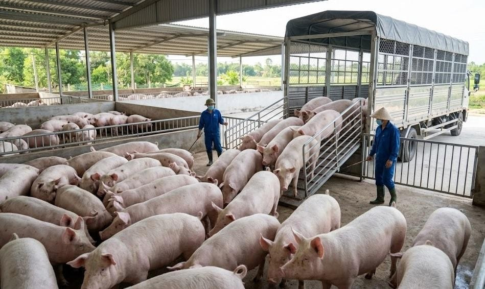 Giá heo hơi hôm nay tiếp tục giảm trên diện rộng
