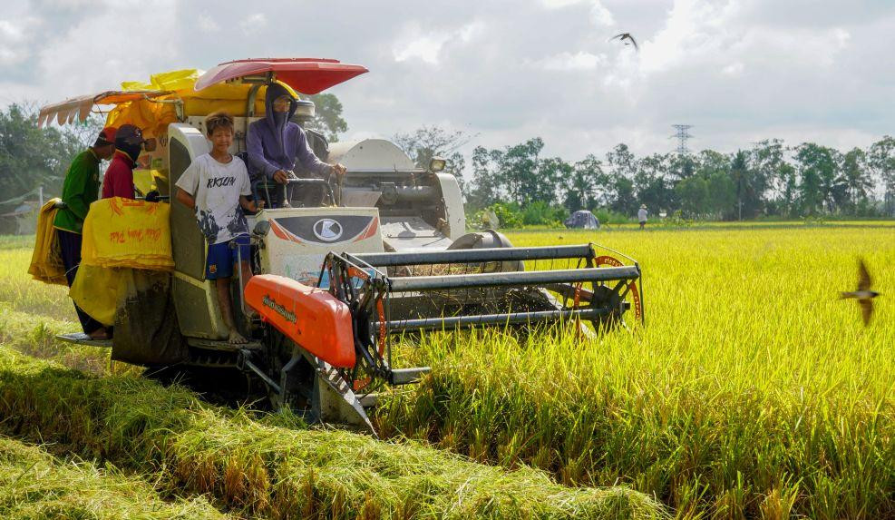 Thị trường lúa gạo Đồng bằng sông Cửu Long ngày 17/8 ghi nhận mức giá đi ngang ở nhiều phân khúc lúa tươi.