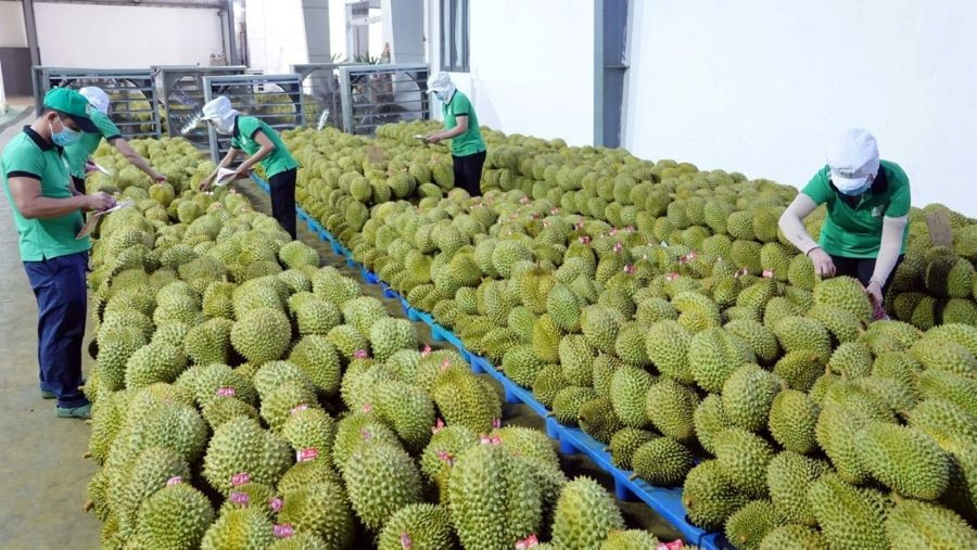 Giá sầu riêng hôm nay 18/8: Thị trường ổn định