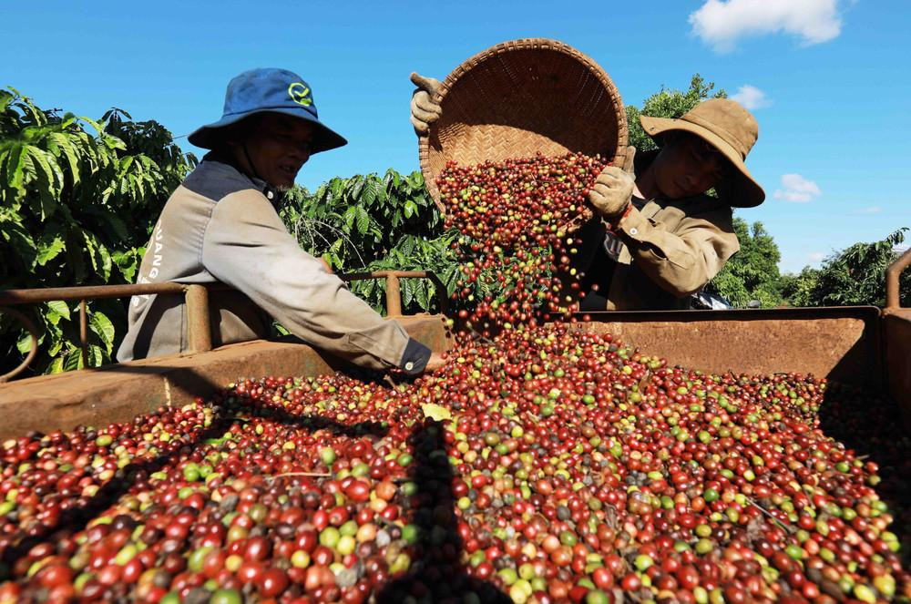 Giá cà phê hôm nay tại thị trường nội địa và quốc tế