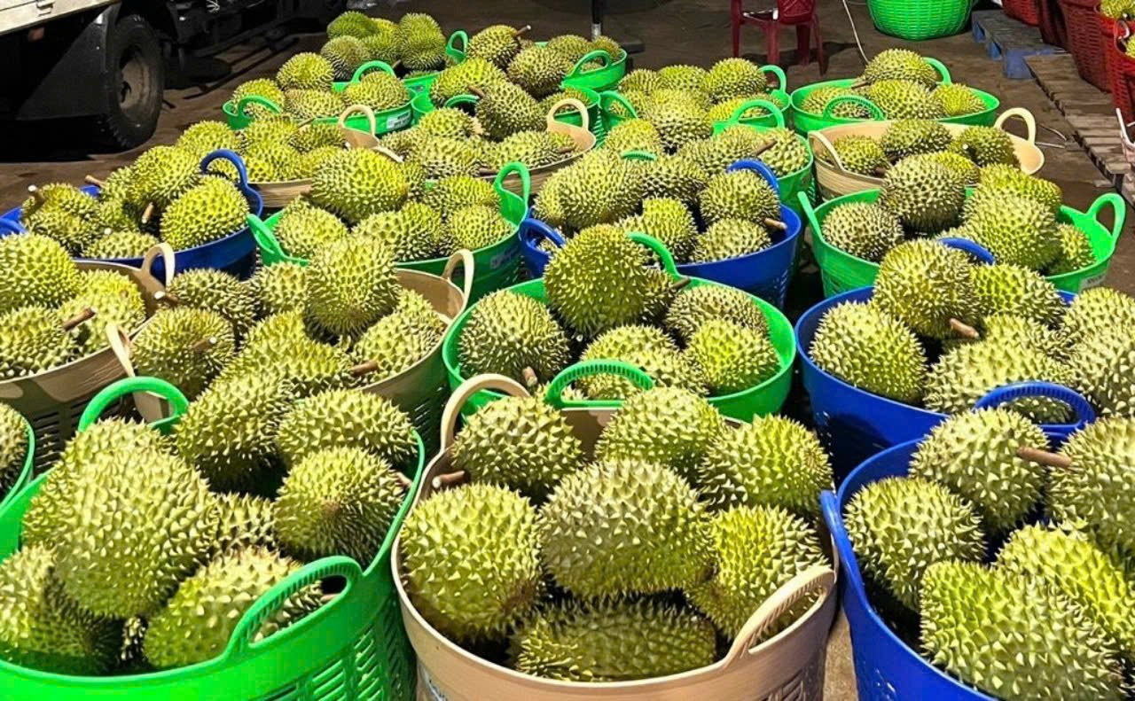 Giá sầu riêng hôm nay 22/8: Thị trường giảm