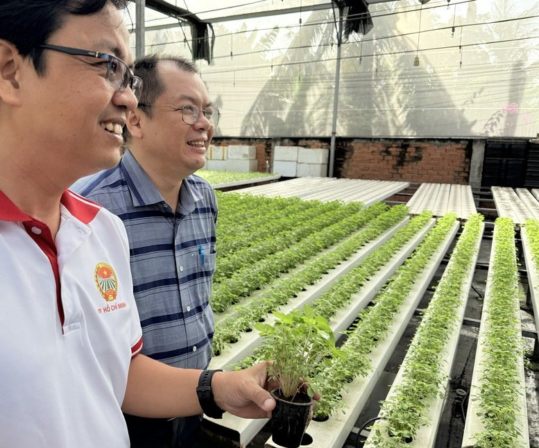 Giá trị sản xuất rau an toàn tại TPHCM kỳ vọng đạt 800 triệu đến 1 tỷ đồng mỗi ha mỗi năm
