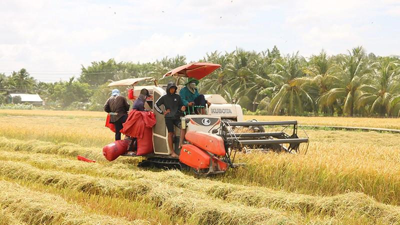 Giá lúa gạo tại khu vực Đồng bằng sông Cửu Long