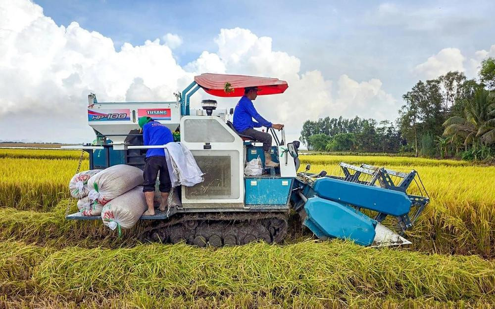 Thị trường lúa tươi tại Đồng bằng sông Cửu Long duy trì mức giá ổn định