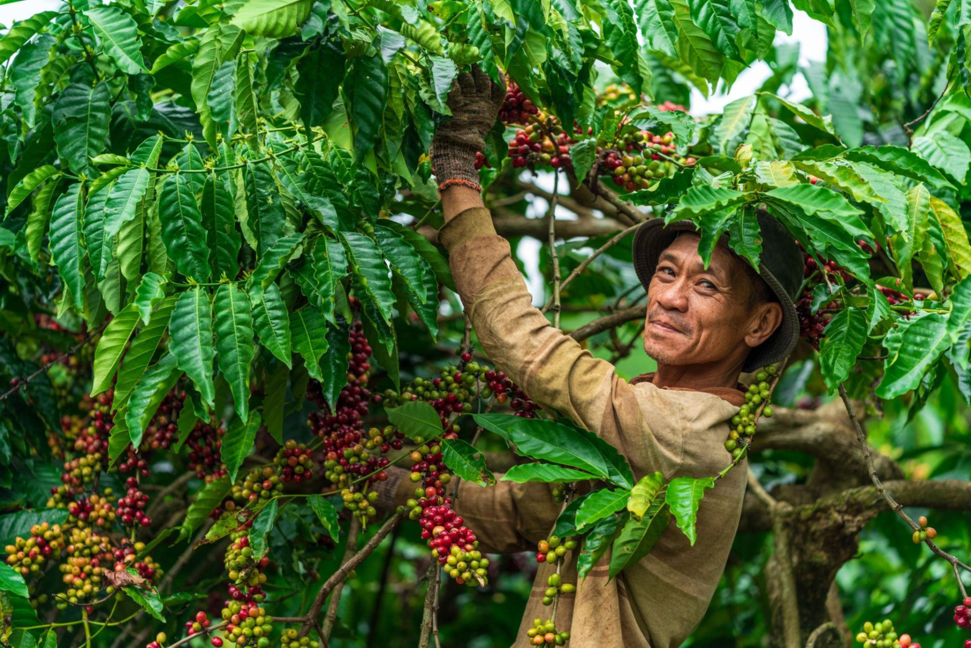 Diễn biến giá cà phê thế giới giữa robusta và arabica