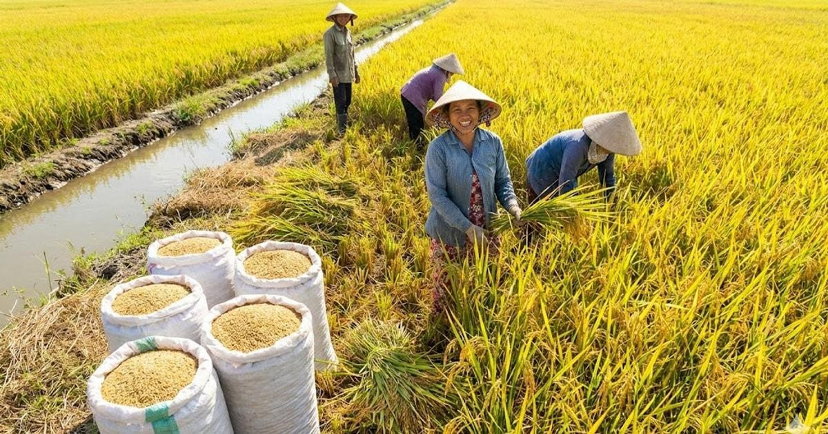 Thị trường lúa gạo tại Đồng bằng sông Cửu Long ghi nhận mức giá ổn định