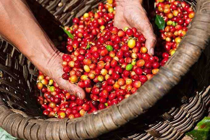 Giá cà phê hôm nay dao động từ 95.000 đến 95.700 đồng/kg