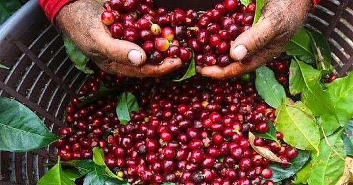 Thị trường cà phê trong nước duy trì mặt bằng giá ổn định