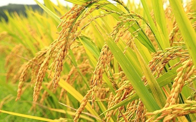 Thị trường lúa gạo Đồng bằng sông Cửu Long duy trì ổn định trong kỳ nghỉ lễ